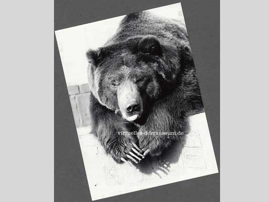 Zoo Leipzig 1979, H. Stahl Leipzig