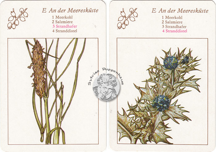 Lehrquartett Blüten am Wegesrand
