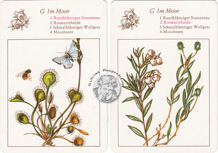 Lehrquartett Blüten am Wegesrand