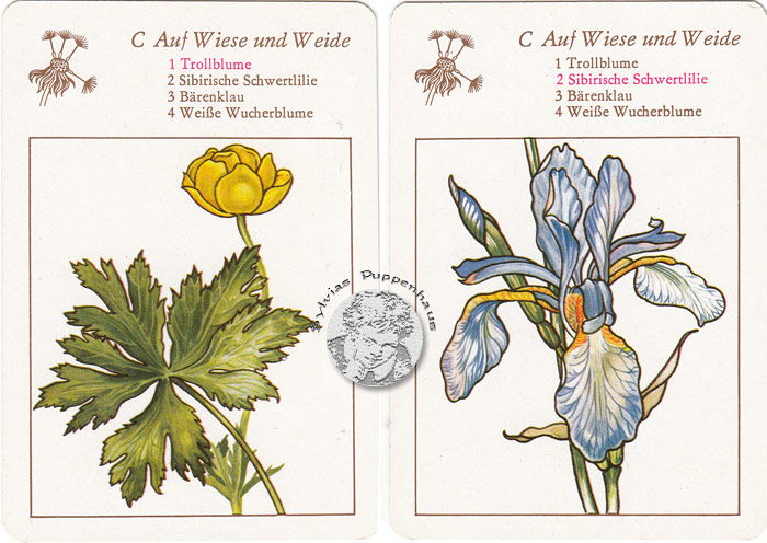 Lehrquartett Blüten am Wegesrand