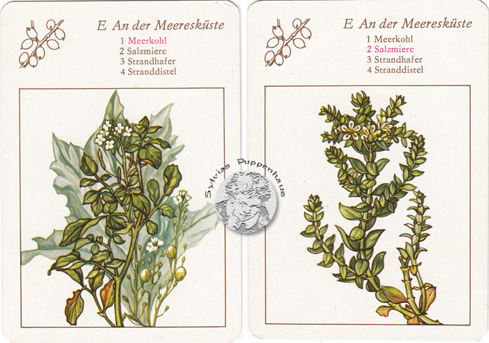 Lehrquartett Blüten am Wegesrand