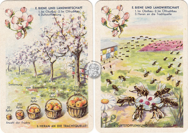 DDR-Quartett Bienenleben-Bienenfleiß