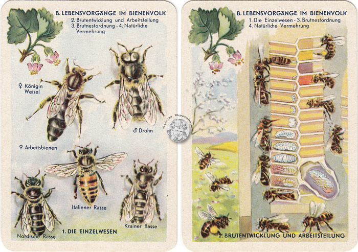 DDR-Quartett Bienenleben-Bienenfleiß