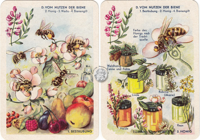 DDR-Quartett Bienenleben-Bienenfleiß