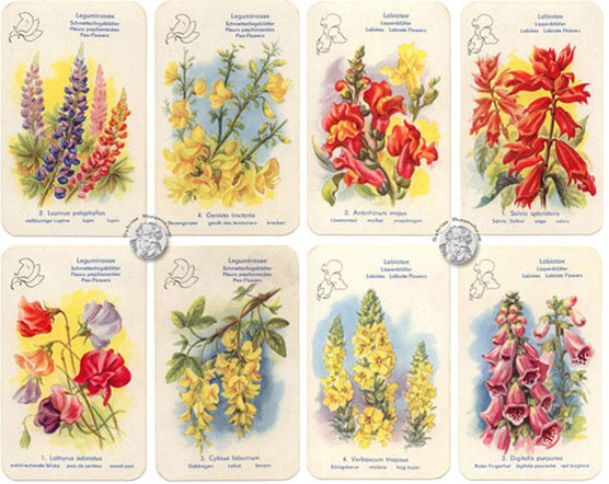 Blumen-Quartett