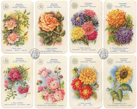 Blumen-Quartett