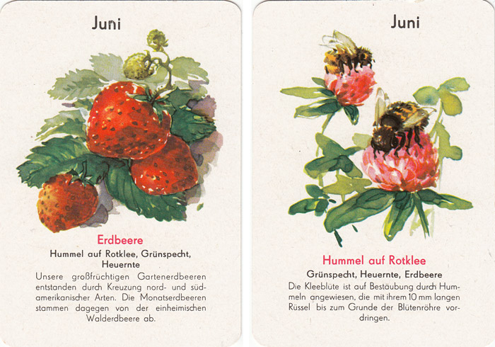 Quartett Natur in 12 Monaten