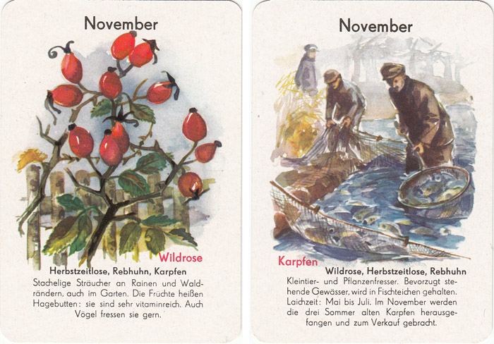 Quartett Natur in 12 Monaten