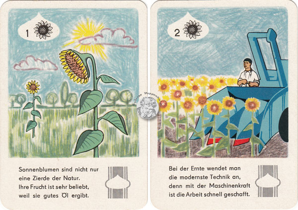 Ölfrüchte und deine Gesundheit